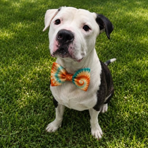 BROCK - American Bulldog for adoption in Sterling Heights