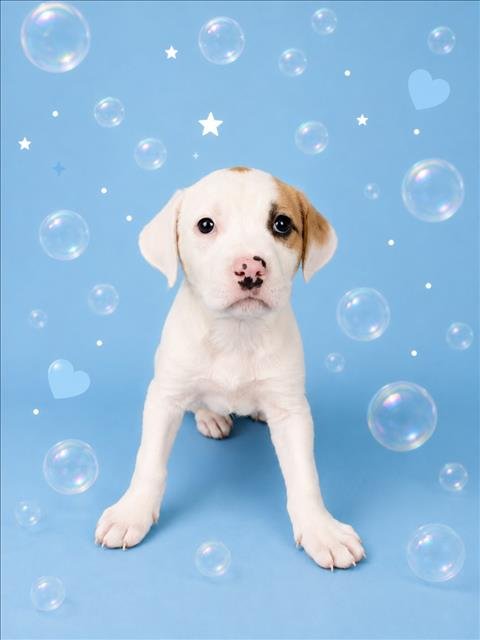 BUBBLES Image