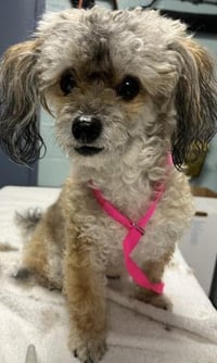 BELLA - Photo 1