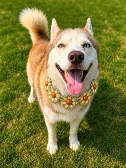 STORM - Siberian Husky available for adoption