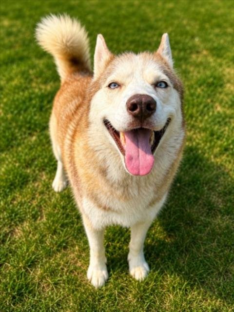 STORM - Siberian Husky for adoption in Sterling Heights