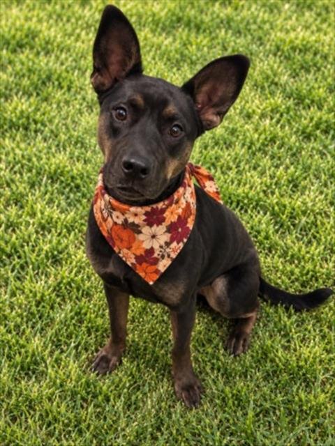 SYDNEY - German Shepherd Dog / Rottweiler for adoption in Sterling Heights