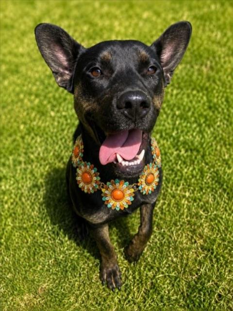 SYDNEY - German Shepherd Dog / Rottweiler for adoption in Troy