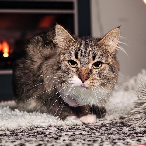 TABITHA - Domestic Long Hair for adoption in Troy