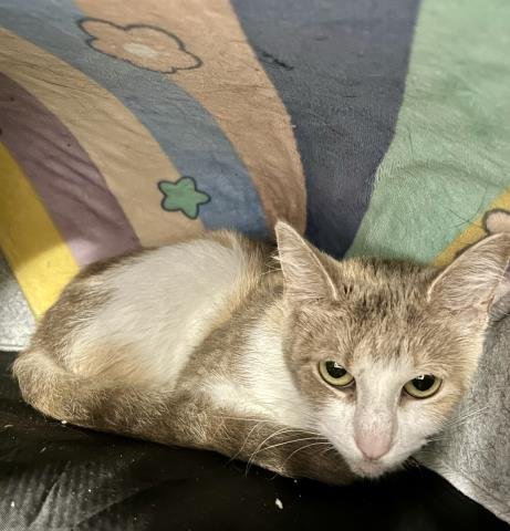 JASPER - Domestic Short Hair available for adoption