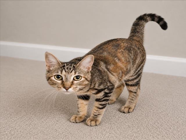MURPHY Image