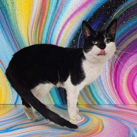 PROFESSOR PICKLEBEANS - Domestic Short Hair available for adoption