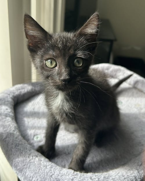FIG - Domestic Short Hair for adoption in Troy