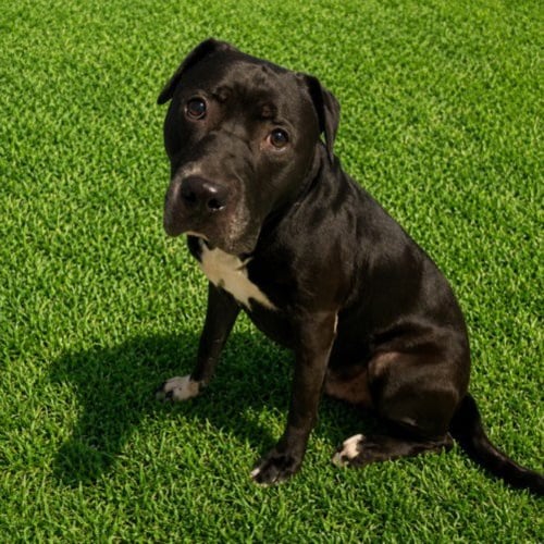 OSCAR - Pit Bull Terrier available for adoption