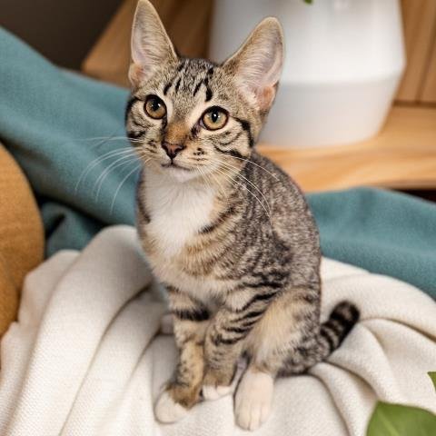 SOHO - Domestic Short Hair for adoption in Troy