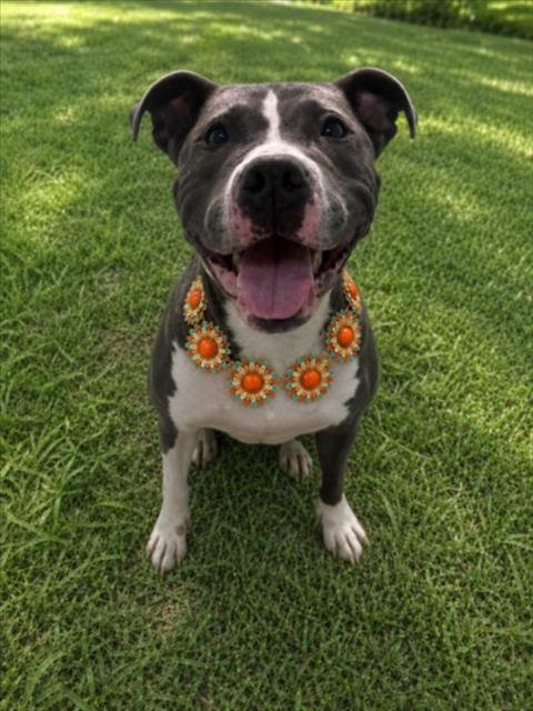 DREAMWEAVER - Pit Bull Terrier for adoption in Troy