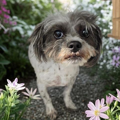 RENNIE - Shih Tzu available for adoption