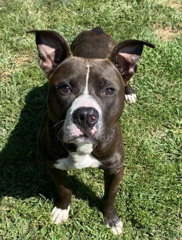 RINGO - Pit Bull Terrier for adoption in Troy