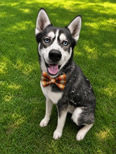 RANGER - Siberian Husky for adoption in Sterling Heights