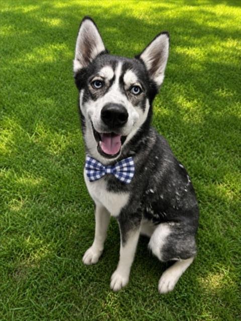 RANGER - Siberian Husky for adoption in Troy