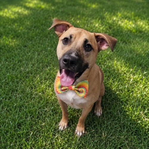 DEXTER - Black Mouth Cur for adoption in Sterling Heights