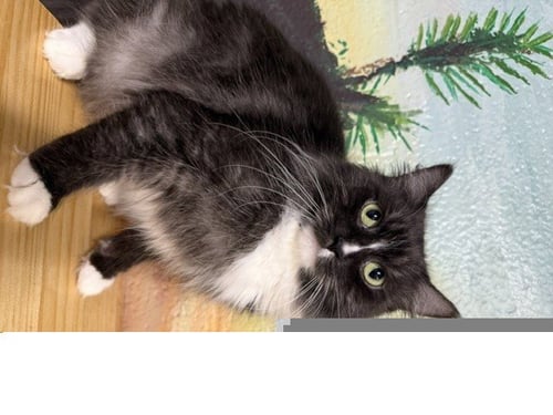 SNOW - Domestic Long Hair for adoption in Troy