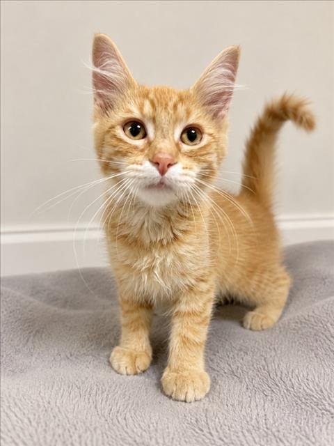 SIMON - Domestic Short Hair for adoption in Warren