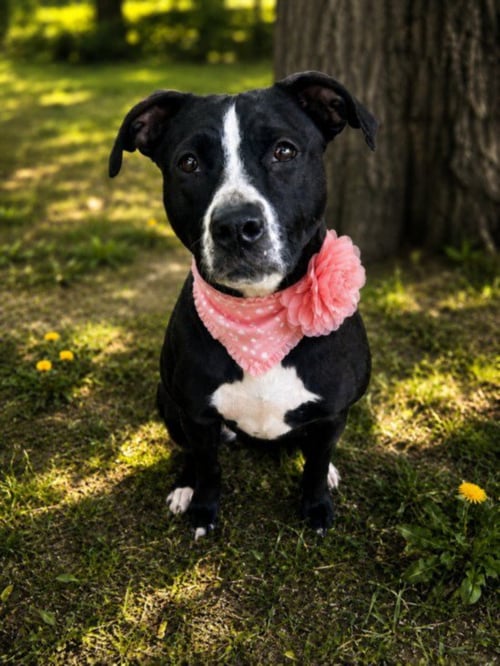 TWEET - Pit Bull Terrier for adoption in Warren