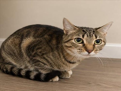 ATHENA - Domestic Short Hair for adoption in Warren