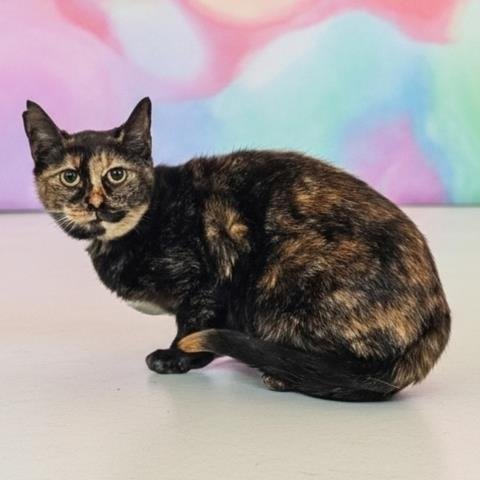 LADY MARMALADE VON WHISKERS - Domestic Short Hair available for adoption