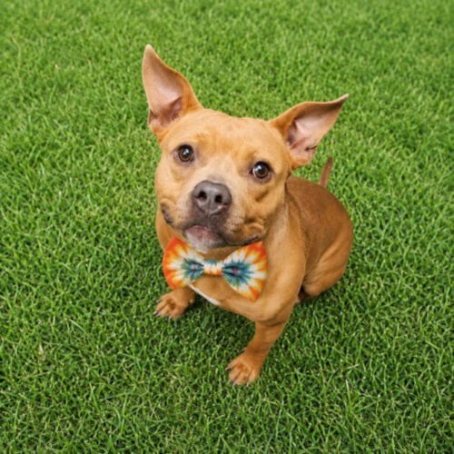 ZIGGY - American Staffordshire Terrier for adoption in Troy