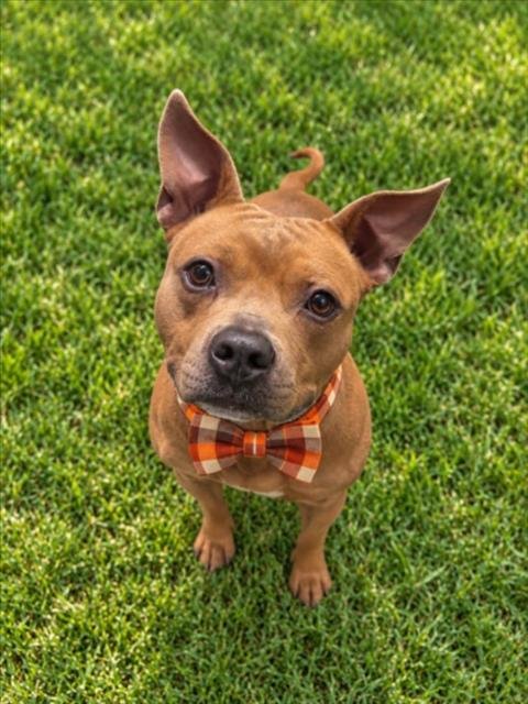 ZIGGY - American Staffordshire Terrier for adoption in Sterling Heights