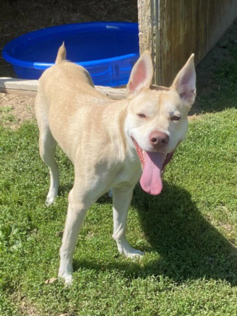 CAPRIS - Pit Bull Terrier / Siberian Husky for adoption in Troy
