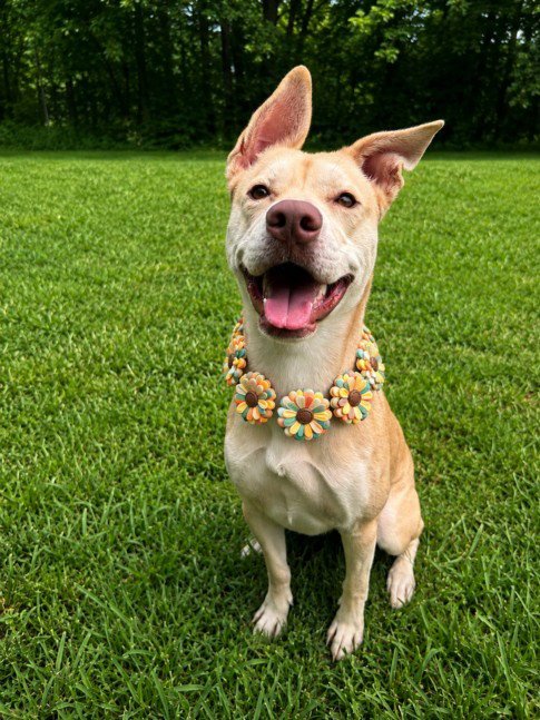 CAPRIS - Pit Bull Terrier / Siberian Husky for adoption in Sterling Heights