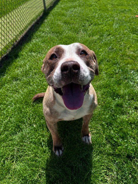 DOLLY - Pit Bull Terrier for adoption in Sterling Heights