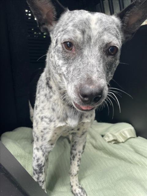 LEVI - Australian Cattle Dog/Blue Heeler for adoption in Sterling Heights