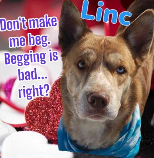LINC - Husky for adoption in Troy