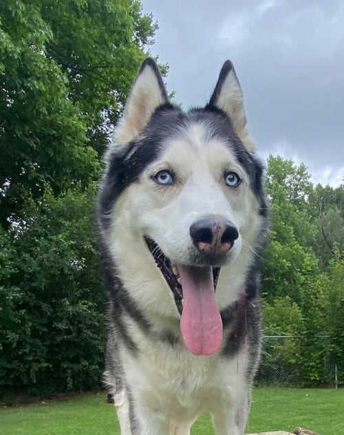 JUNO - Siberian Husky for adoption in Sterling Heights