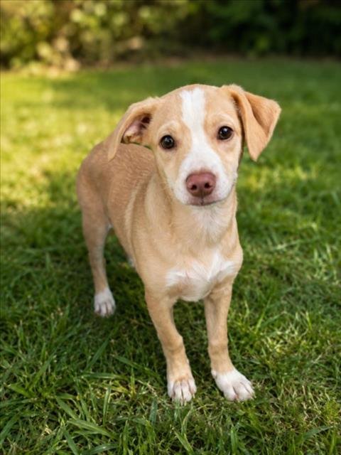 SUNNY - Pit Bull Terrier for adoption in Troy