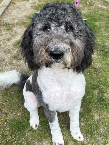 SHIRLEY - Old English Sheepdog / Poodle (Standard) for adoption in Warren