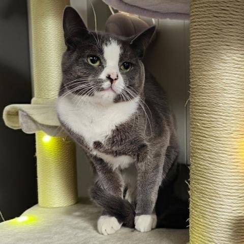 MOJO - Domestic Short Hair for adoption in Warren