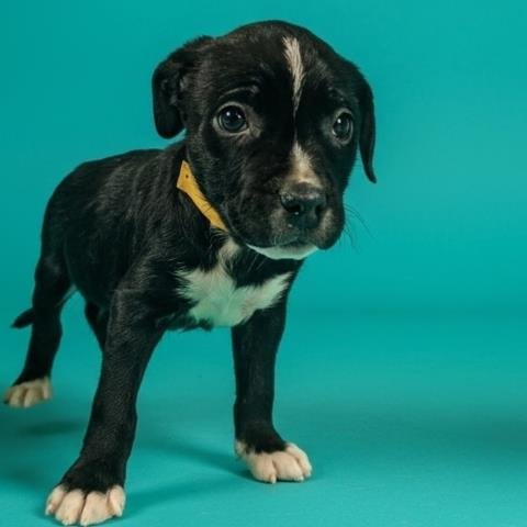 DOMINO - Pit Bull Terrier available for adoption