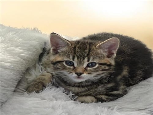 DOC HUDSON - Domestic Short Hair for adoption in Sterling Heights
