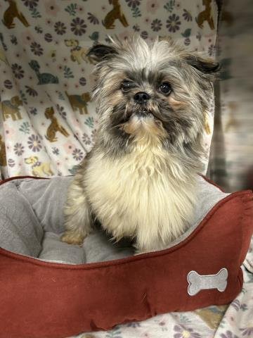 PETEY Image
