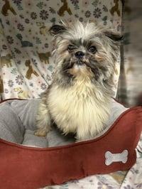 PETEY - Photo 1