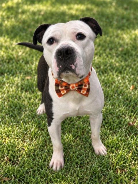 STALLONE - Pit Bull Terrier for adoption in Sterling Heights