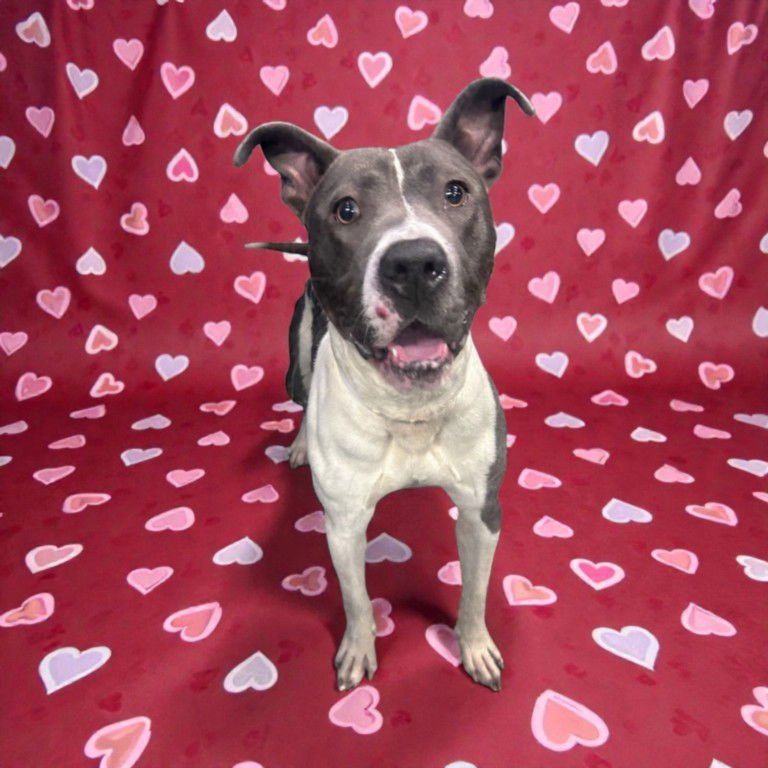 COSMO - Pit Bull Terrier available for adoption