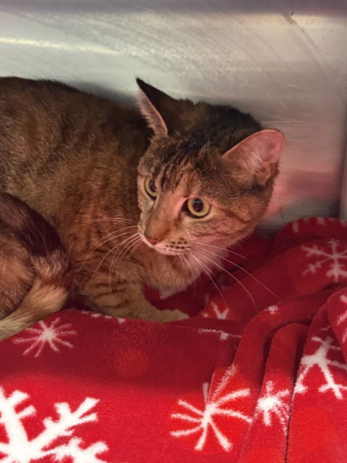 TOFFEE - Domestic Short Hair available for adoption