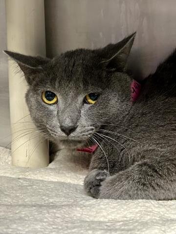 MOCHI - Domestic Short Hair for adoption in Troy