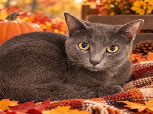 MOCHI - Domestic Short Hair for adoption in Sterling Heights