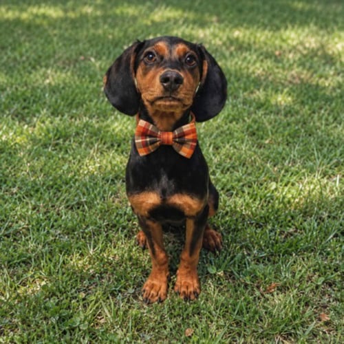 RUGER - Black and Tan Coonhound / Plott Hound for adoption in Sterling Heights