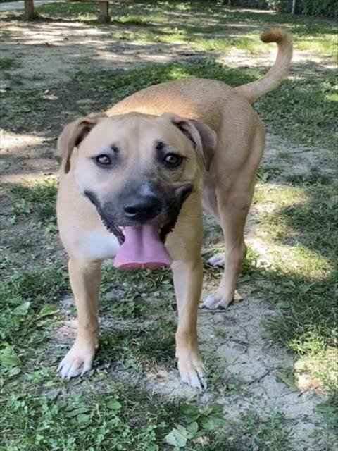 DEXTER - Black Mouth Cur for adoption in Troy