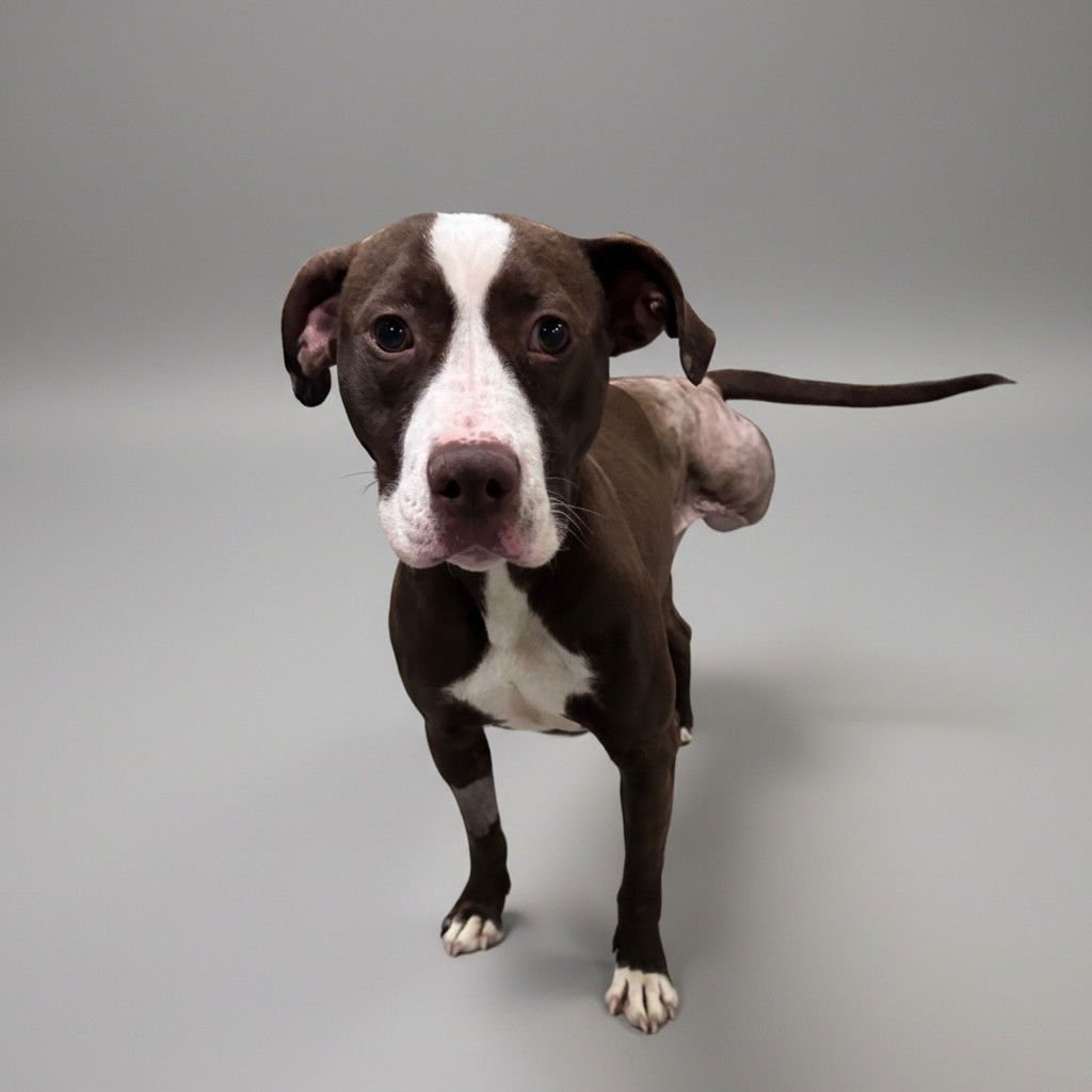 GRACE - Pit Bull Terrier available for adoption