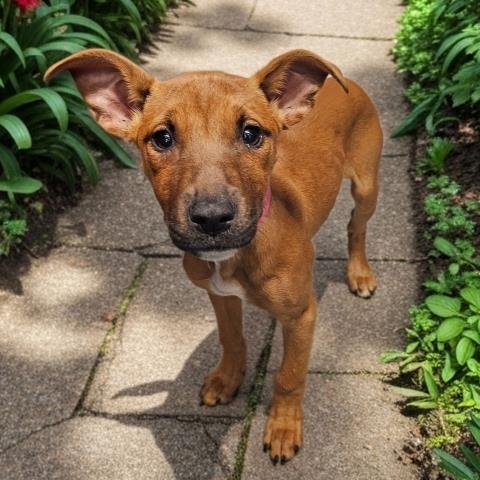 MAPLE - Pit Bull Terrier for adoption in Sterling Heights