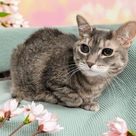 LUMA BELLE